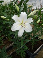 [5603 VH33 No01.JPG]